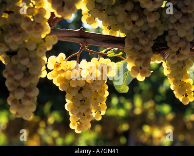 USA, California, Arroyo Grande Ava, San Luis Obispo. Talley Vineyard's Chardonnay on the day of harvest. Stock Photo