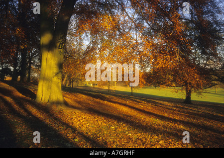 sun shining on golden leaves at autumn time at  roundhay park leeds yorkshire uk Stock Photo