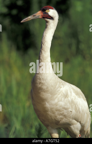 North America, USA, Florida, Central Florida. 4-year-old male Whooping crane (Grus americana); endangered species Stock Photo