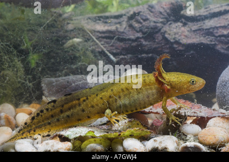 GREAT CRESTED NEWT juvenile underwater Triturus cristatus Stock Photo