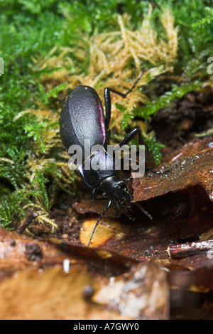 Violet ground beetle Carabus violaceus Useful in the garden as eats slugs and snails Stock Photo