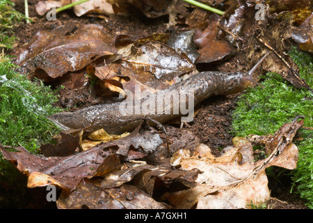 LEOPARD SLUG Limax sp in leaf litter Stock Photo