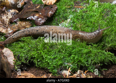 LEOPARD SLUG Limax sp in leaflitter Stock Photo