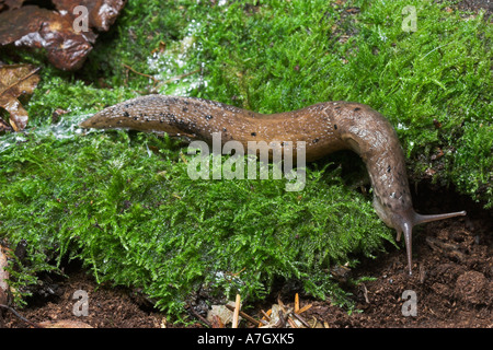 LEOPARD SLUG Limax sp in undergrowth Stock Photo