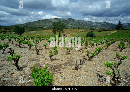 landscape with vine yards in France Languedoc Roussillon region Corbieres Stock Photo