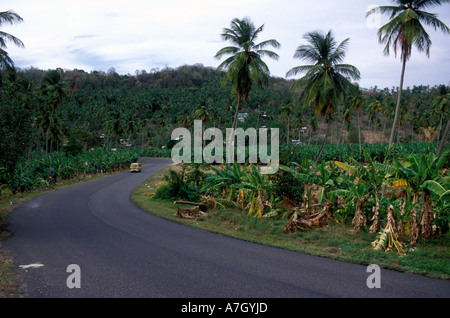 Commercial banana plantation, St. Lucia Stock Photo