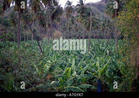 Commercial banana plantation, St. Lucia Stock Photo