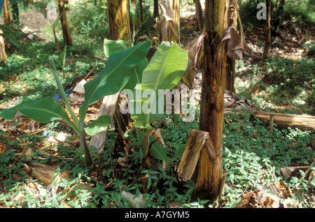 Commercial banana plantation, St. Lucia Stock Photo