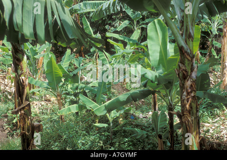 Commercial banana plantation, St. Lucia Stock Photo