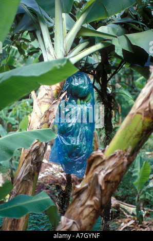 Commercial banana plantation, St. Lucia Stock Photo