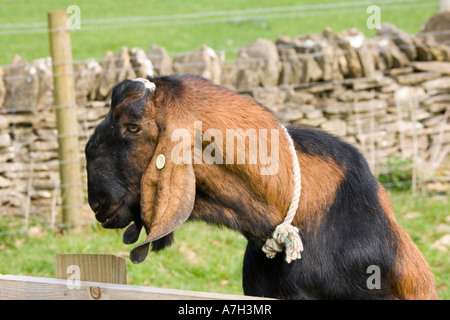 Head of Nanny goat peering over fence Rare Breed Trust Cotswold Farm Park Stock Photo