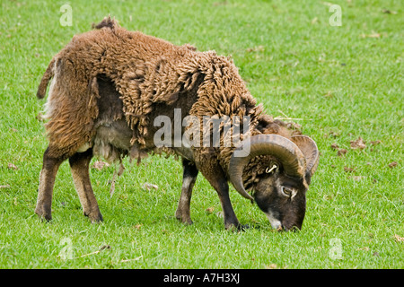 Soay ram sheep shedding its fleece and grazing Rare Breed Trust Cotswold Farm Park Gloucestershire UK Stock Photo