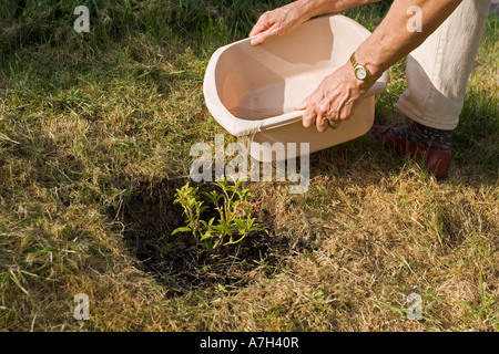 Housewife using bowl of washing up water to water garden plants Cotswolds UK Stock Photo