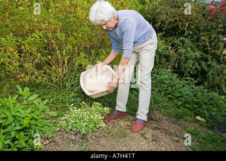 Housewife using bowl of washing up water to water garden plants Cotswolds UK Stock Photo