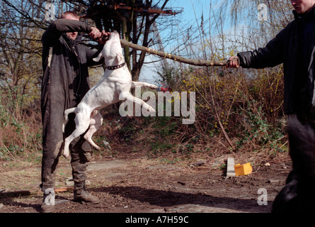 Man playing with Staffordshire terrier. Stock Photo