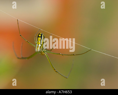 Nephila golden silk orb-weaver weaving net Stock Photo