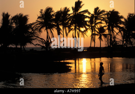 palms at sunset at the mouth of the Volta river, Volta estuary, Ada Foah, Ghana Stock Photo