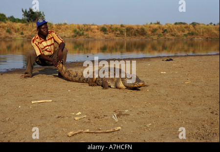 Nile Crocodiles, Crocodylus niloticus, are considered sacred in Paga, Northern Ghana Stock Photo