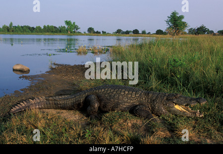 Nile Crocodiles, Crocodylus niloticus, are considered sacred in Paga, Northern Ghana Stock Photo