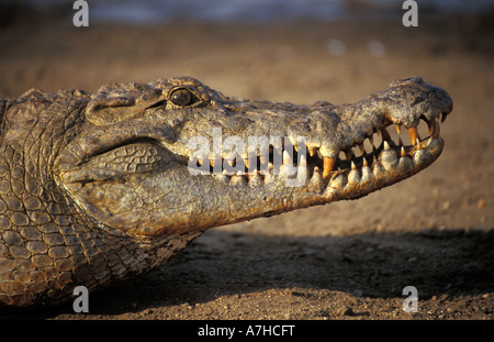 Nile Crocodiles, Crocodylus niloticus, are considered sacred in Paga, Northern Ghana Stock Photo