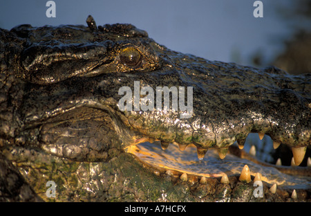 Nile Crocodiles, Crocodylus niloticus, are considered sacred in Paga, Northern Ghana Stock Photo