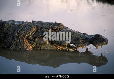 Nile Crocodiles, Crocodylus niloticus, are considered sacred in Paga, Northern Ghana Stock Photo