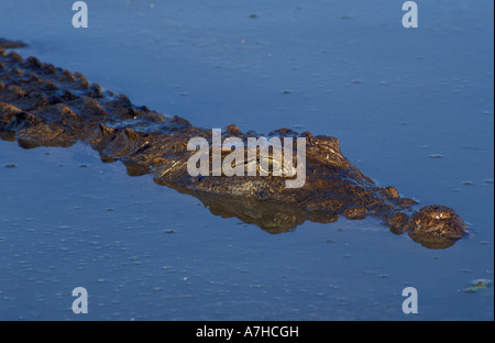 Nile Crocodiles, Crocodylus niloticus, are considered sacred in Paga, Northern Ghana Stock Photo