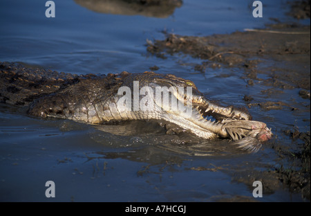 Nile Crocodiles, Crocodylus niloticus, are considered sacred in Paga, Northern Ghana Stock Photo