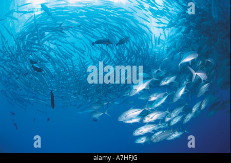 Bigeye Golden trevally Jacks Caranx sexfasciatus schooling with Barracudas Sphyraena sp Indo Pacific Stock Photo