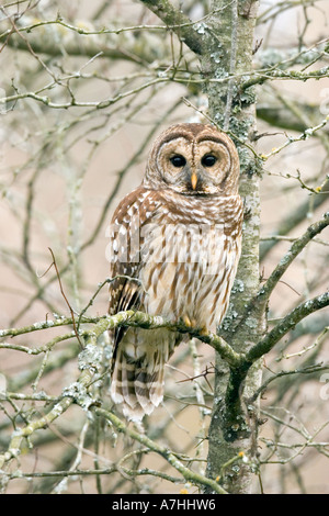 Barred Owl Stock Photo