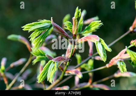 The new shoots burst forth on Acer shirasawanum aureum AGM formerly A japonicum aureum during late April Stock Photo