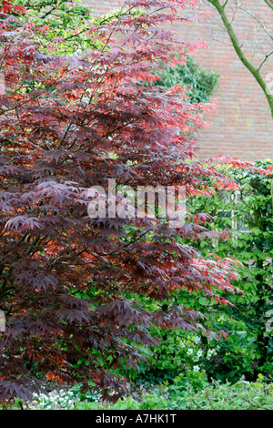 New spring foliage on Acer palmatum Bloodgood Stock Photo