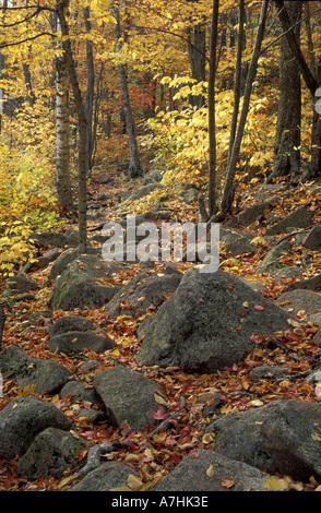 North America, US, ME, Hiking Trails. Fall Foliage. On the Tarn Trail going up Dorr Mountain. Stock Photo