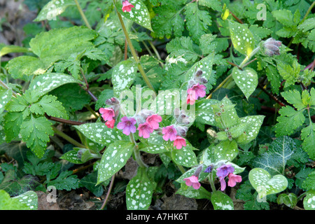 Pulmonaria Victorian Brooch Stock Photo