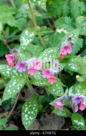 Pulmonaria Victorian Brooch Stock Photo