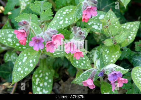 Pulmonaria Victorian Brooch late April Stock Photo