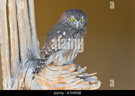 Ferruginous Pygmy Owl perches on the limb of the skeleton of a saguaro cactus. Stock Photo