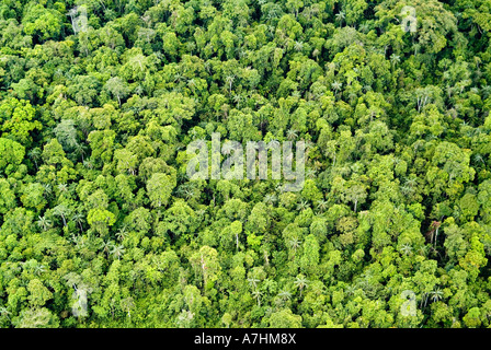 Rainforest canopy Amazonian Rainforest Yavari Valley Loreto Peru Stock Photo
