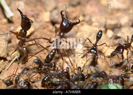 DRIVER ANTS  Dorylus sp. Uganda, eastern Africa Stock Photo