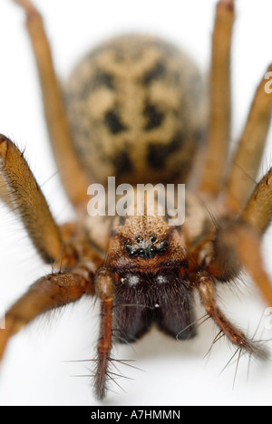 House spider (Tegenaria domestica Stock Photo - Alamy