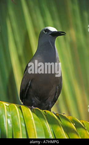 Common noddy, Anous stolidus, Ile aux Cocos Island sanctuary for sea birds, Rodrigues Stock Photo