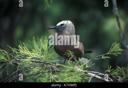 Common noddy, Anous stolidus, Ile aux Cocos Island sanctuary for sea birds, Rodrigues Stock Photo