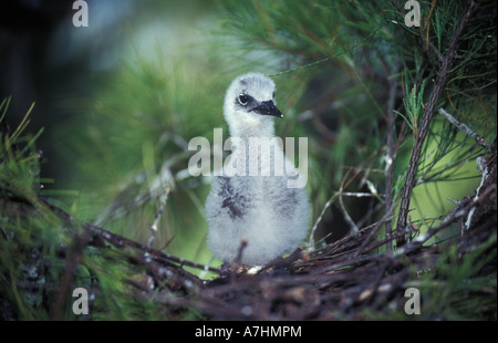 Common noddy chick, Anous stolidus, Ile aux Cocos Island sanctuary for sea birds, Rodrigues Stock Photo