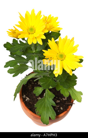 Yellow chrysanthemum Stock Photo