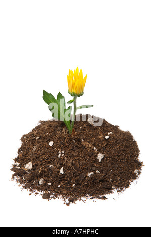 Flower growing from pile of potting soil. Stock Photo