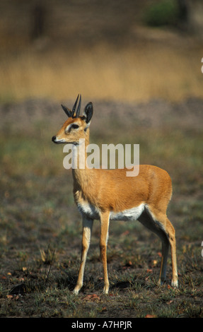 Oribi Ourebia ourebi Kafue National Park Zambia Stock Photo