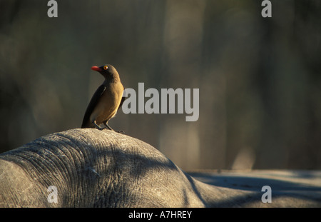 Red-billed oxpecker Buphagus erythrorhynchus on the back of a white rhinoceros Hlane Royal National Park Swaziland Stock Photo