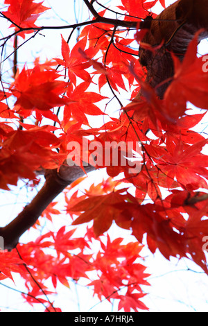 Red maple leaves Stock Photo