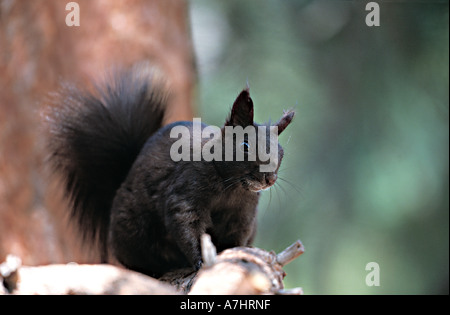 Abert s Squirrel Sciurus aberti Stock Photo