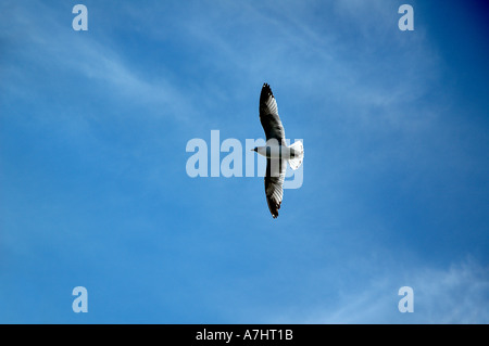 Photograph of a seagull gliding against a clear blue sky Light passing through its wings seagull bird animal blue sky clear day Stock Photo